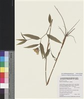 藏品(山寶鐸花)的圖片